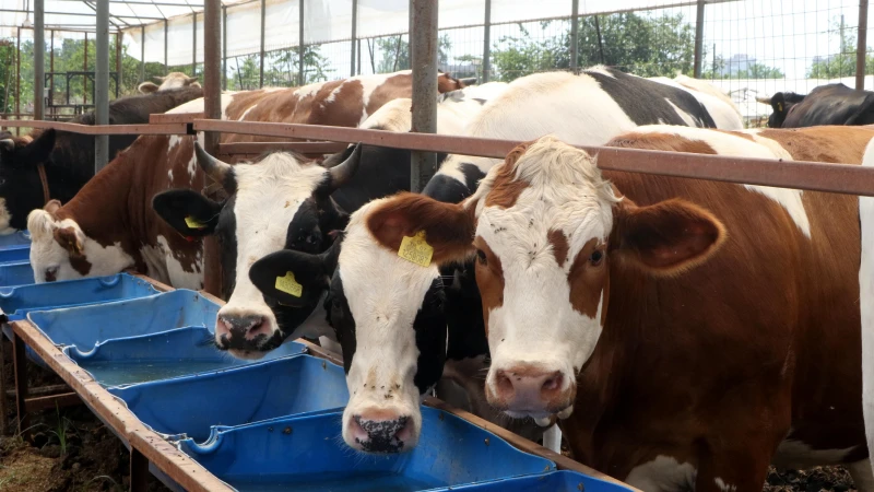 Bayram planı yapanlar bekliyor: Kurban Bayramı tatili 9 gün olacak mı? 25 ve 26 Mayıs detayı öne çıktı