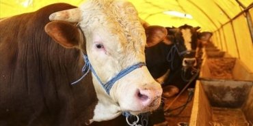 KURBAN BAYRAMI TATİLİ 9 GÜN MÜ? Kurban Bayramı ne zaman? 2026 yılı Kurban Bayramı'na kaç gün kaldı?