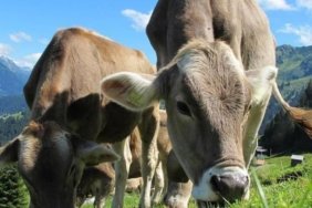 Kurban Bayramı Tatili Kaç Gün Olacak? Bayram Tatili 9 Gün Olur Mu? 2026 Kurban Bayramı Tarihi