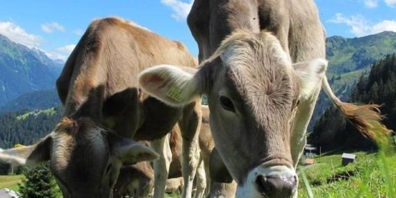 Kurban Bayramı Tatili Kaç Gün Olacak? Bayram Tatili 9 Gün Olur Mu? 2026 Kurban Bayramı Tarihi