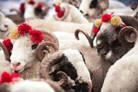 Kurban Bayramı 2026 tarihleri ne zaman, hangi günler? Kurban Bayramı tatili kaç gün olacak?