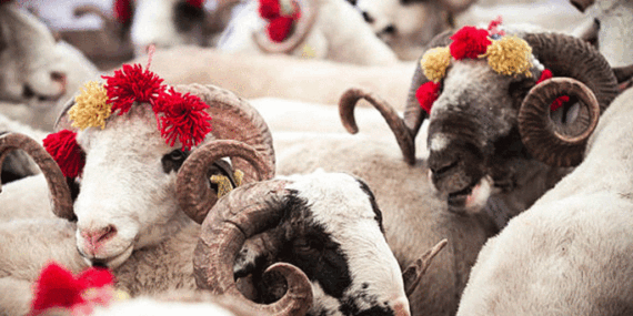 Kurban Bayramı 2026 tarihleri ne zaman, hangi günler? Kurban Bayramı tatili kaç gün olacak?