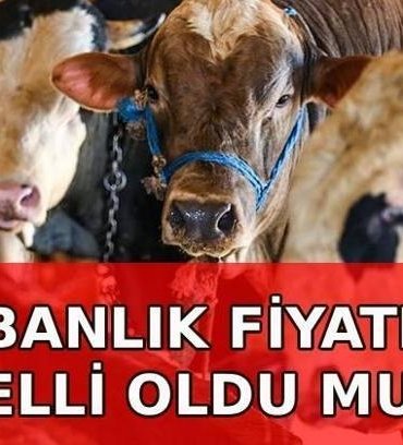 YENİ KURBANLIK FİYATLARI 2026 belli oldu mu? Küçükbaş ve büyükbaş kurbanlık fiyatları ne kadar?