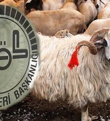 VEKALETLE KURBAN KESİM BEDELİ 2026 belli oldu! Diyanet duyurdu: Vekalet yoluyla kurban kesim bedeli ne kadar? Yurt içi ve yurt dışı fiyatları...