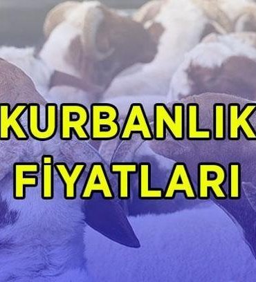DİYANET VEKALETEN KURBANLIK FİYATLARI 2026: Büyükbaş ve küçükbaş kurbanlık canlı kilo fiyatları ne kadar? Diyanet vekaletle kurban kesim bedeli bu yıl kaç TL?