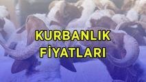 KURBANLIK FİYATLARI 2026: Büyükbaş ve küçükbaş kurbanlık canlı kilo fiyatları ne kadar? Diyanet vekaletle kurban kesim bedeli bu yıl kaç TL?