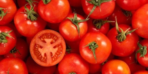 Domateslerin ömrünü uzatan sır: Saplarını sakın koparmayın!