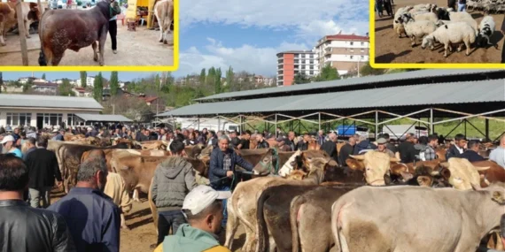 Diyanet 2026 vekalet kurban fiyatları açıklandı: Yurt içi ve yurt dışı hisse bedeli ne kadar?