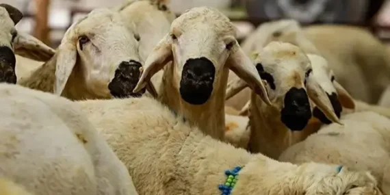 Kurban Bayramı arefe günü ne zaman, hangi tarihlerde? 2026 Kurban arefe günü tarihleri