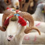 Kurban Bayramı ne zaman, tatil 9 gün olur mu? 2026 için ilk hesap ortaya çıktı