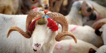 Kurban Bayramı ne zaman, tatil 9 gün olur mu? 2026 için ilk hesap ortaya çıktı