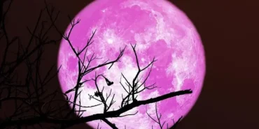 Pembe Dolunay Türkiye'de ne zaman ve saat kaçta görülecek? Pembe Dolunay ne zaman en net izlenir?