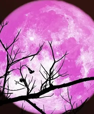 Pembe Dolunay Türkiye'de ne zaman ve saat kaçta görülecek? Pembe Dolunay ne zaman en net izlenir?