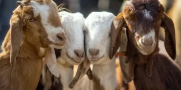 Kırsalda bereket küçükbaşa destek başvurusu son gün ne zaman? 2026 hayvan dağıtımı tarihi belli oldu mu?