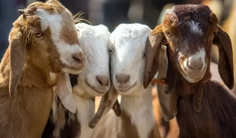 Kırsalda bereket küçükbaşa destek başvurusu son gün ne zaman? 2026 hayvan dağıtımı tarihi belli oldu mu?