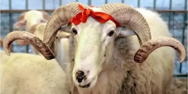 KURBAN BAYRAMI TATİL GÜNLERİ 2026: Kurban Bayramı tatili 9 gün mü olacak, tarihler açıklandı mı?