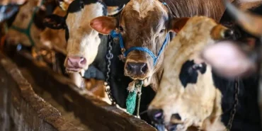 Kurban Bayramı tatili 9 gün olacak mı, kaç gün? Kurban Bayramı tatili okullara ve kamu kurumlarına kaç gün olacak?