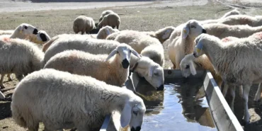 Kırsalda Bereket başvurularında son günler: 2 yıl geri ödemesiz kredi fırsatı