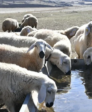 Kırsalda Bereket başvurularında son günler: 2 yıl geri ödemesiz kredi fırsatı