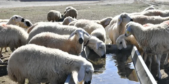 Kırsalda Bereket başvurularında son günler: 2 yıl geri ödemesiz kredi fırsatı
