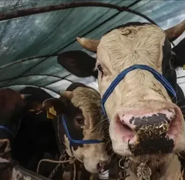 Kurban Bayramı ayın kaçında? Bayrama kaç gün kaldı?