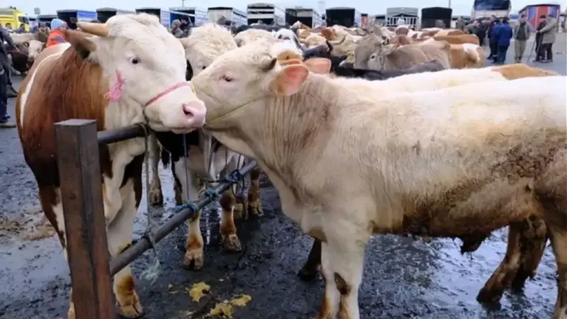 Kurbanlık fiyatları 2026: Büyükbaş ve küçükbaş kurban fiyatları belli oldu mu? Koç, tosun, dana, keçi, koyun ne kadar?