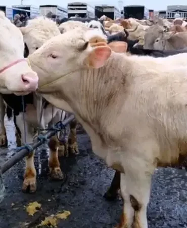 Kurbanlık fiyatları hisse bedeli bu sene kaç liradan başlıyor? Büyükbaş ve küçükbaş kurban fiyatları belli oldu mu? Koç, tosun, dana, keçi, koyun ne kadar?