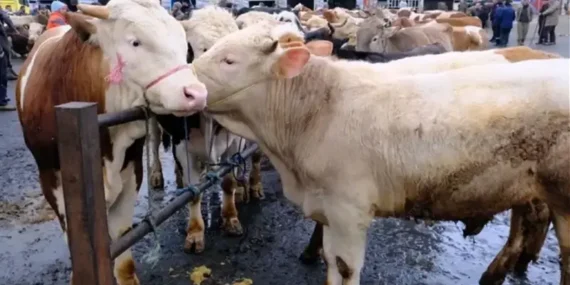 Kurbanlık fiyatları hisse bedeli bu sene kaç liradan başlıyor? Büyükbaş ve küçükbaş kurban fiyatları belli oldu mu? Koç, tosun, dana, keçi, koyun ne kadar?