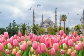 Lale mevsimi geldi! 2026 İstanbul Lale Festivali ne zaman bitiyor? İstanbul Lale Festivali nerede yapılacak?