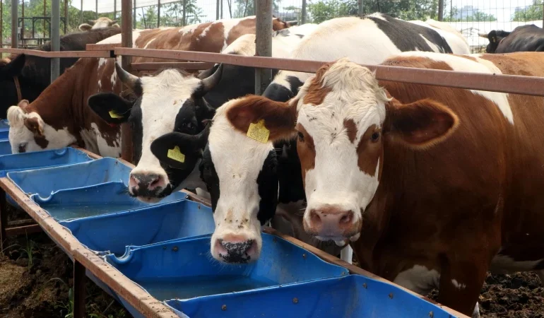 Kurbanlık canlı kilo fiyatı açıklandı: Koç, dana ve koyun fiyatları ne kadar? 2026 Kurban vekalet ücreti ve kurbanlık fiyatları belli oldu