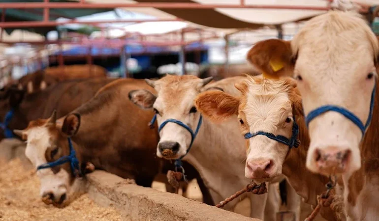 Vekaletle kurban ne kadar? Diyanet yurt içi ve yurt dışı kurbanlık fiyatları 2026 belli oldu mu?
