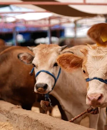 Vekalet kurban ne kadar? Diyanet yurt içi ve yurt dışı kurbanlık hisse fiyatları 2026 belli oldu mu?