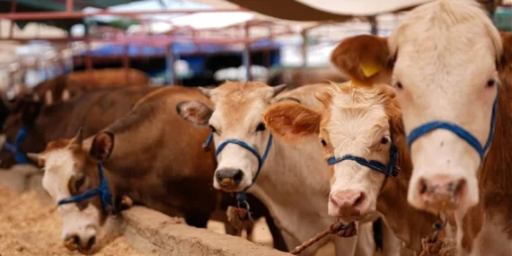 Vekalet kurban ne kadar? Diyanet yurt içi ve yurt dışı kurbanlık hisse fiyatları 2026 belli oldu mu?