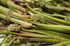 Doğada kendiliğinden yetişiyor: Işgın kapış kapış satılıyor