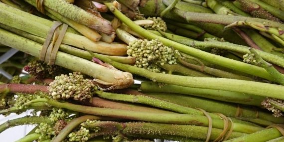 Doğada kendiliğinden yetişiyor: Işgın kapış kapış satılıyor