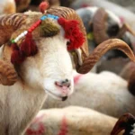 Kurban kesim vakti ne zaman başlar? Kurban kesimi bayramın kaçıncı gününe kadar yapılır? Diyanet’e göre son gün ve saatler