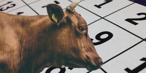 KURBAN BAYRAMI NE ZAMAN, BAYRAMDA TATİL KAÇ GÜN? Bayram tatili 9 gün oldu mu? 2026 Kurban Bayramı ne zaman, ayın kaçında?