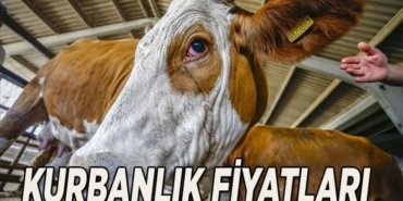BU YIL KURBANLIK FİYATLARI 2026: Büyükbaş ve küçükbaş kurban fiyatı ve hisse fiyatı ne kadar? Güncel kurban fiyat listesi