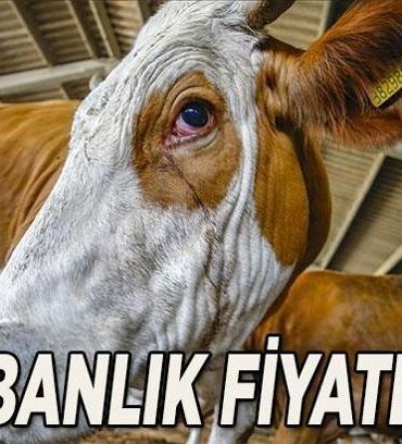 BU YIL KURBANLIK FİYATLARI 2026: Büyükbaş ve küçükbaş kurban fiyatı ve hisse fiyatı ne kadar? Güncel kurban fiyat listesi