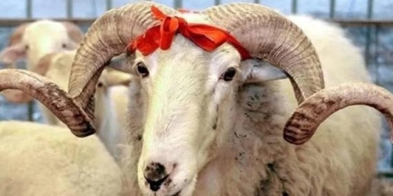 KURBAN KESMEK FARZ MIDIR? Kimler kurban kesmekle yükümlüdür?