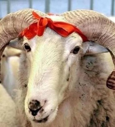 KURBAN KESMEK FARZ MI, KİMLERE FARZ? Kimler kurban kesmekle yükümlüdür?