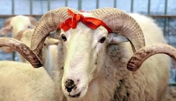 KURBAN KESMEK FARZ MI, KİMLERE FARZ? Kimler kurban kesmekle yükümlüdür?