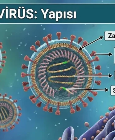 Hantavirüs nedir? Belirtileri neler? Nasıl bulaşır, tedavisi var mı?