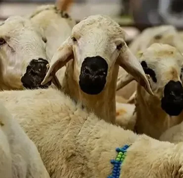 Kurban Bayramı arefe günü ne zaman, bugün mü? 2026 Kurban arefe günü tarihleri