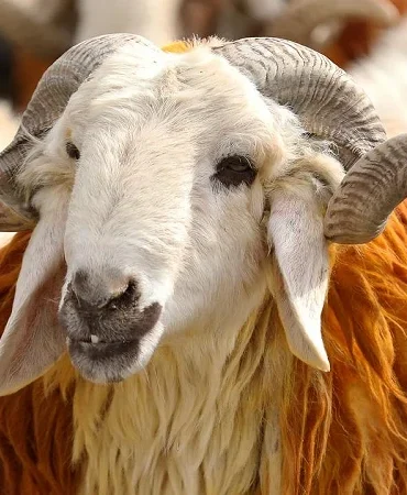 Bayramın 1. günü ne zaman, hangi güne denk geliyor? Kurban Bayramı 1. gün çarşamba mı, perşembe mi?
