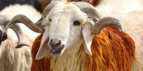 Bayramın 1. günü ne zaman, hangi güne denk geliyor? Kurban Bayramı 1. gün çarşamba mı, perşembe mi?