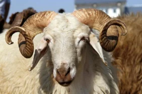 KURBAN VEKALETİ NASIL VERİLİR, NASIL ALINIR? Kurban Vekaleti Kimlere Nasıl Verilir? Diyanet açıkladı
