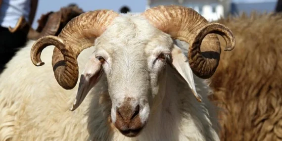 KURBAN VEKALETİ NASIL VERİLİR, NASIL ALINIR? Kurban Vekaleti Kimlere Nasıl Verilir? Diyanet açıkladı