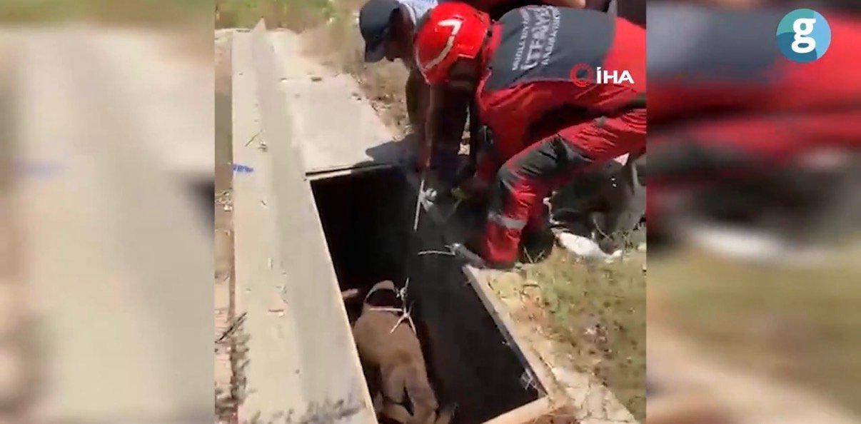 Bodrum'da havalandırma boşluğuna düşen eşek kurtarıldı