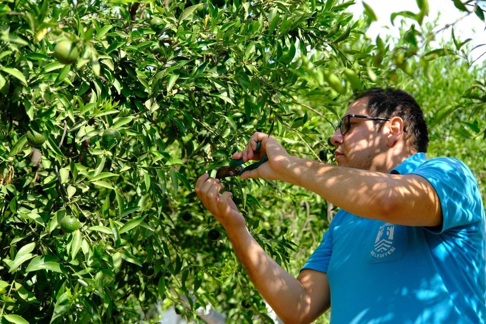 Yeşil Bodrum Mandalini Hasadı Devam Ediyor